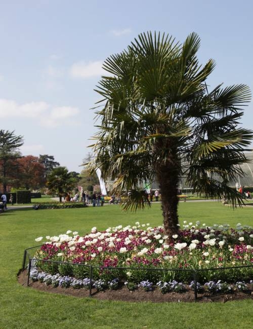 Mature Trachycarpus fortunei