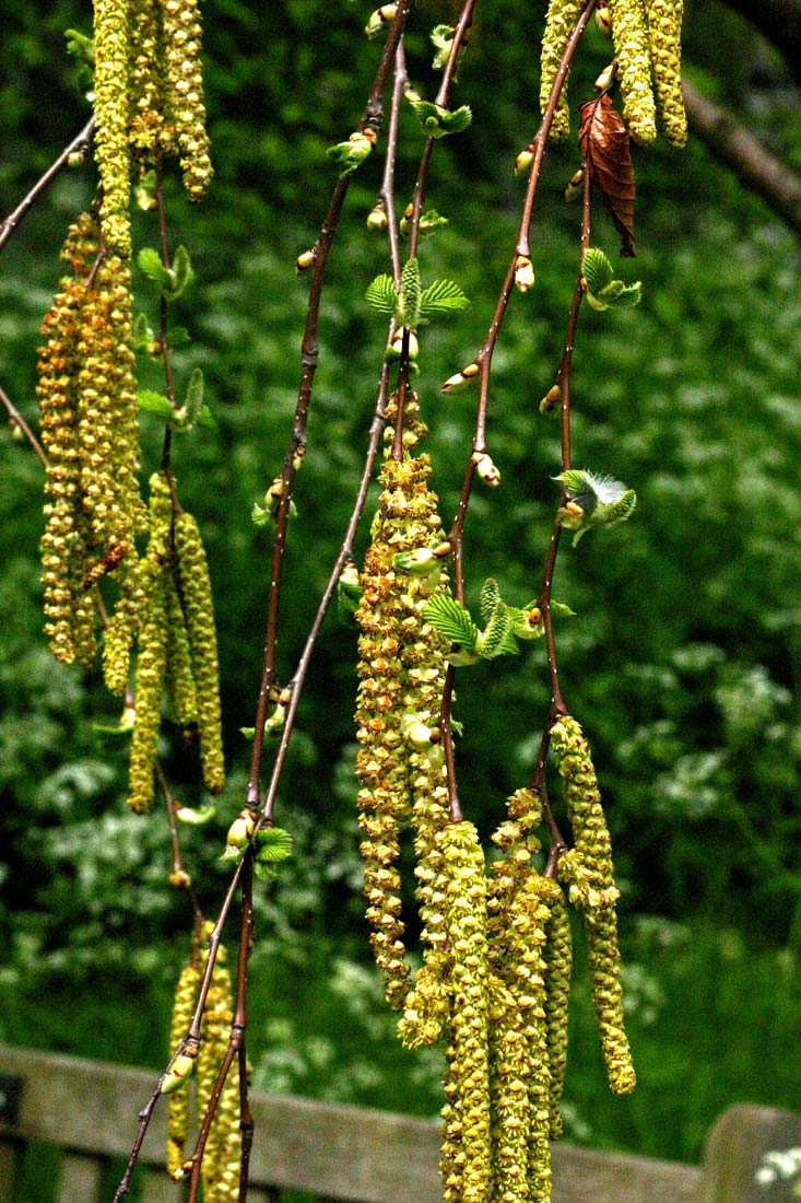 the beautiful catkins of Betula maximowicziana