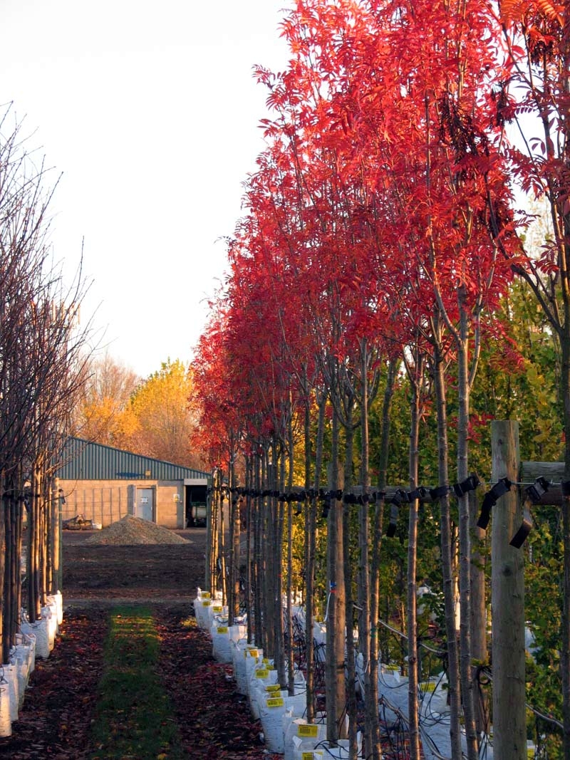 Row of Sorbus commixta Embley displaying autumn colour