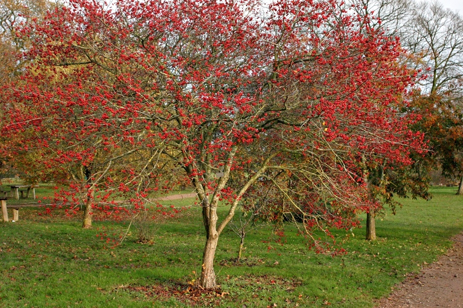 Mature Crataegus x prunifolia in autumn