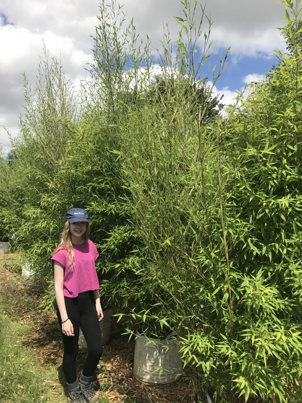 Phyllostachys nigra Multi-stem