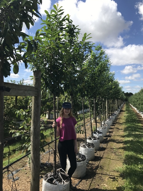Prunus laurocerasus Caucasica at barcham trees