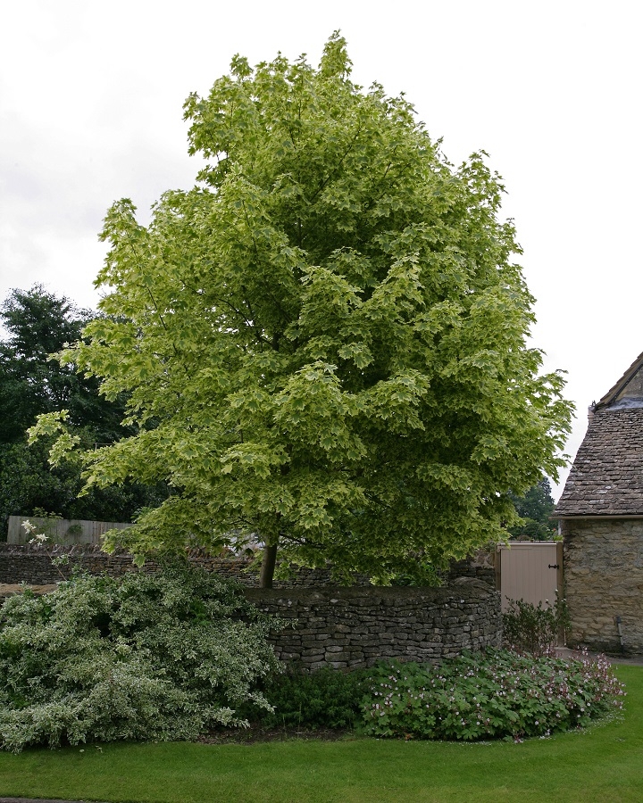 Mature specimen of Acer platanoides Drummondii
