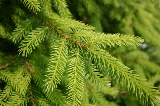 The foliaghe of Picea omorika in detail