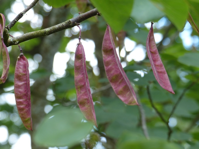 The seed pods of Cercis siliquastrum
