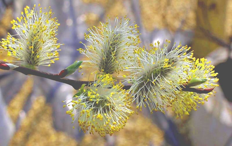 Salix caprea catkins