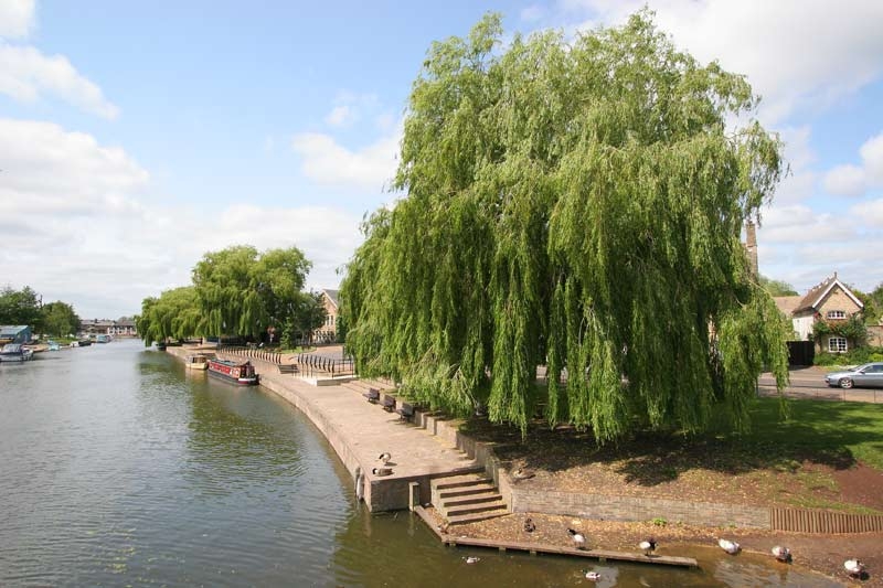 Mature Salix alba Tristis