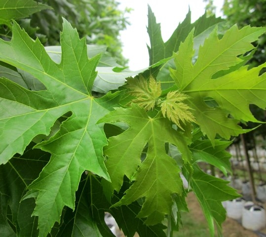 the lobed leaves of Acer saccharinum Pyramidale