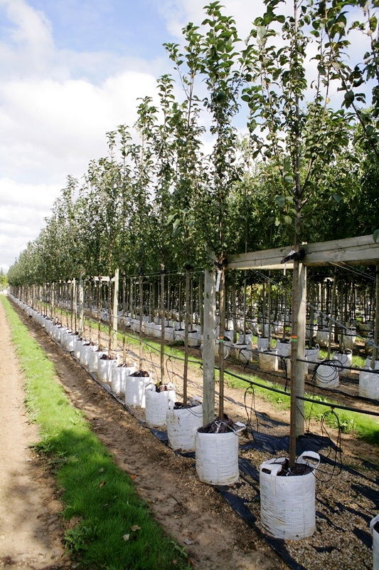 Prunus padus on the barcham trees nursery