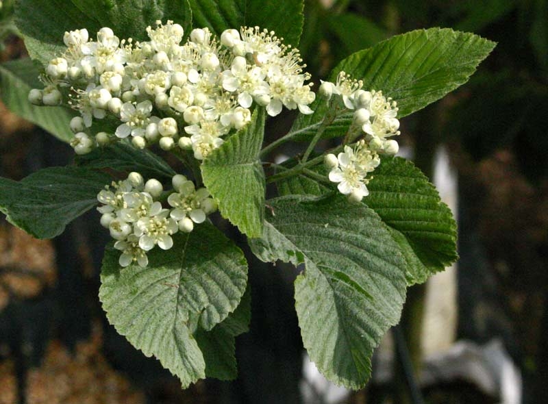 White flowers on Sorbus aria Lutescens