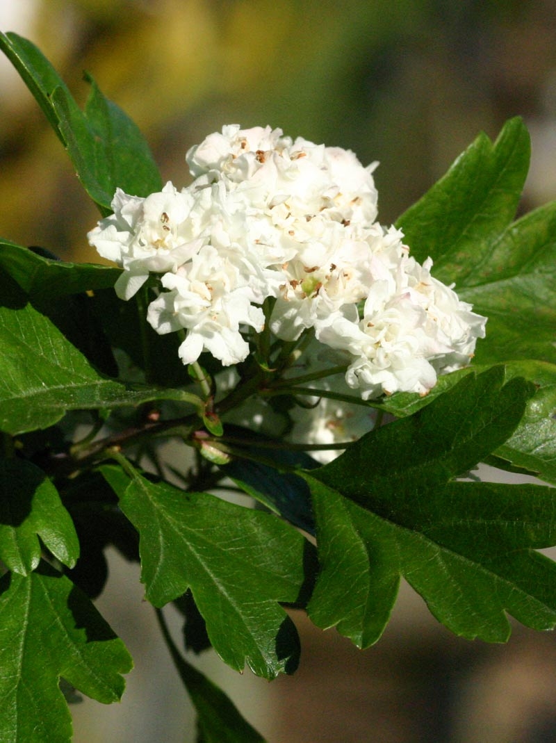 the double white flower of Crataegus monogyna Alboplena