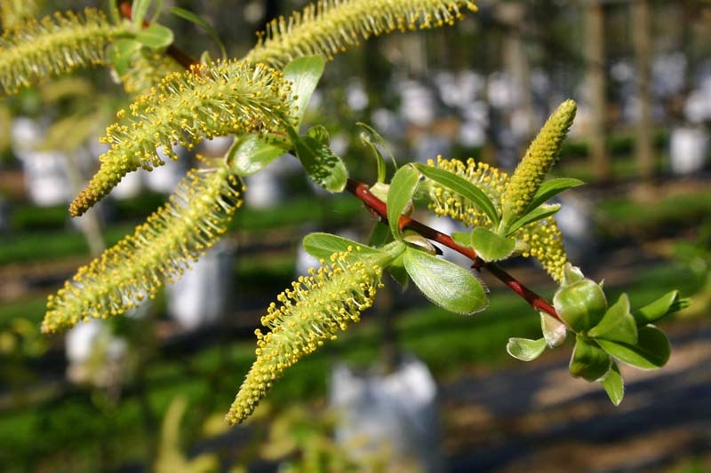 Salix alba Liempde catkins