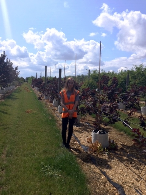 Cotinus coggygria Royal Purple at barcham trees