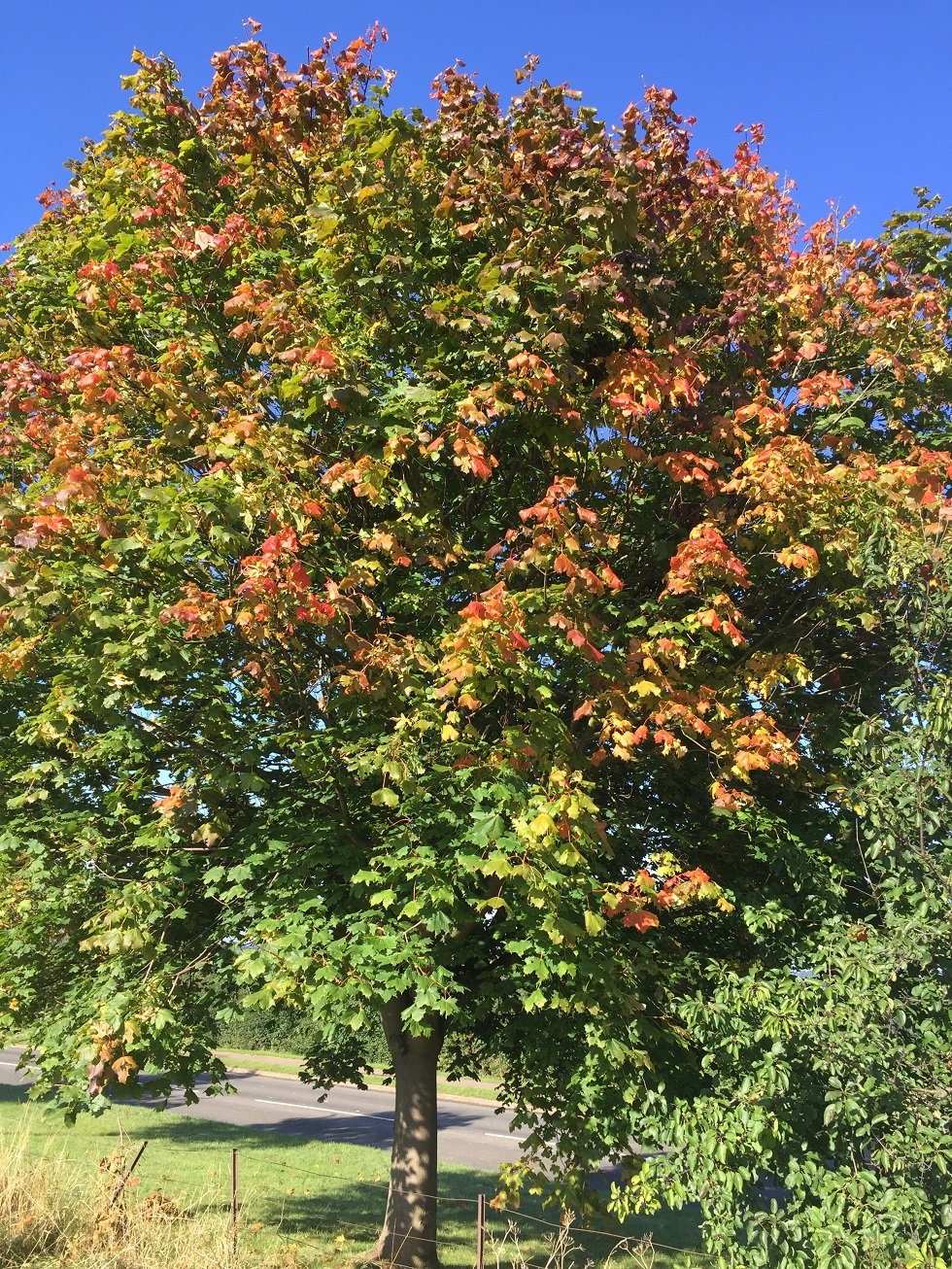 autumn colouring of Acer platanoides Pacific Sunset