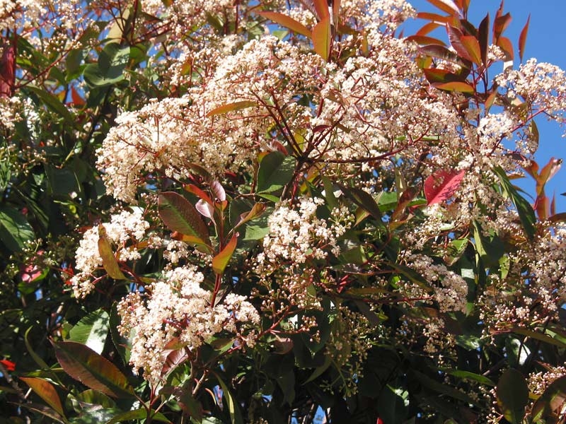 the flowers of Photinia Red Robin bush