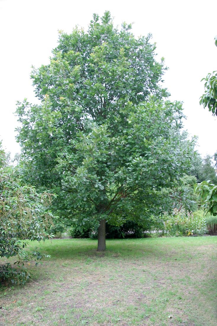 Mature specimen of Quercus frainetto