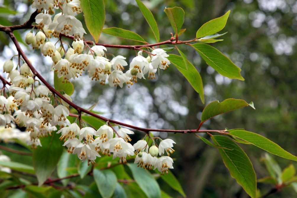 flowers and foliage of Halesia Carolina