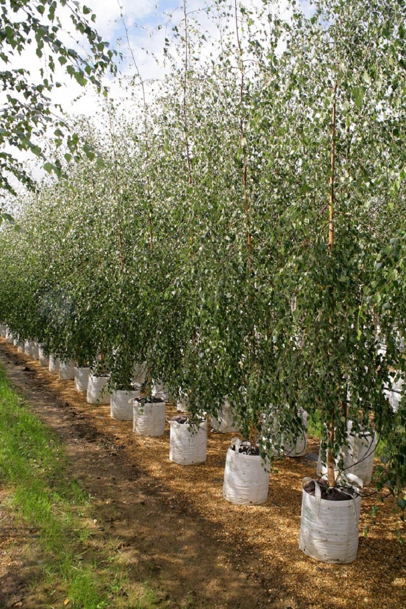 Betula pendula Youngii at barcham trees