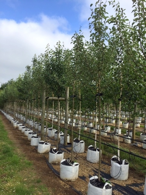 Pyrus communis Gieser Wildeman at barcham trees