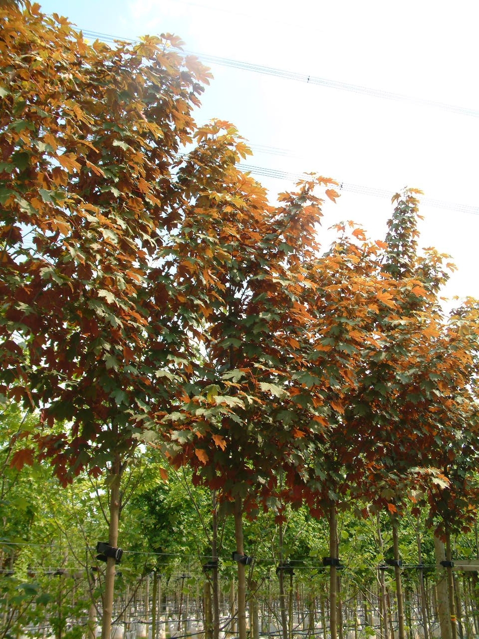 crown shot of Acer pseudoplatanus Spaethii
