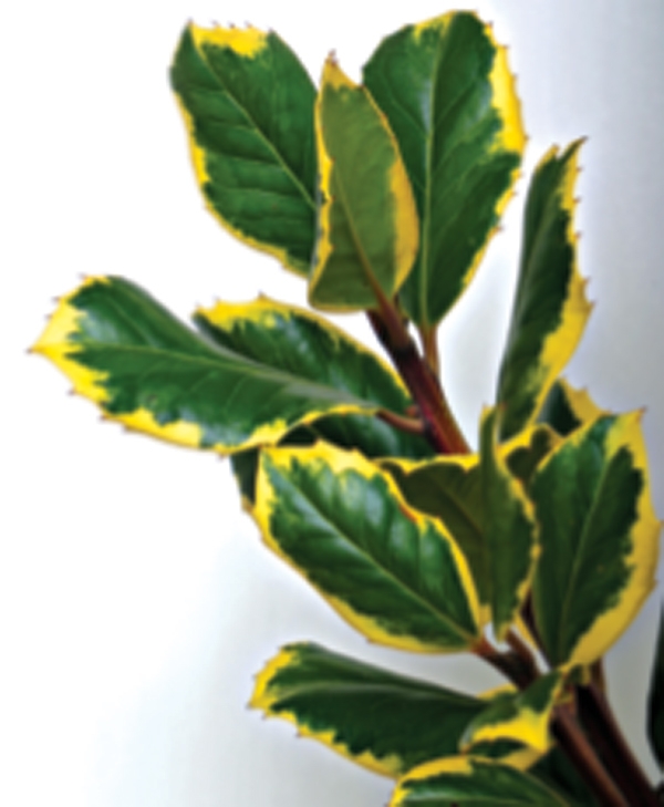 variegated foliage of  Ilex x altaclerensis Golden King