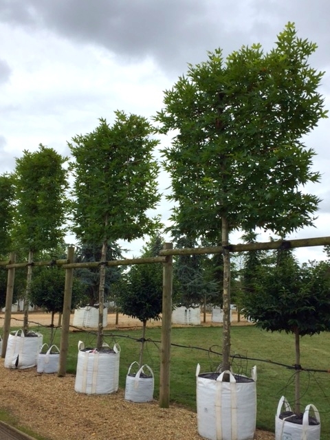 Platanus orientalis Minaret pleached