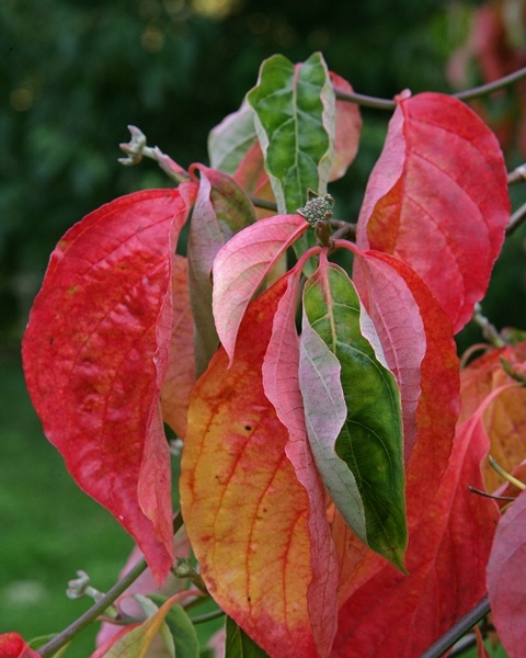 autumn foliage of Cornus Eddie’s White Wonder