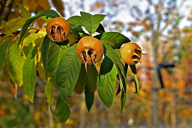 medlar fruits