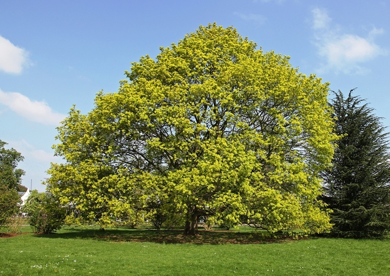 Mature Acer platanoides