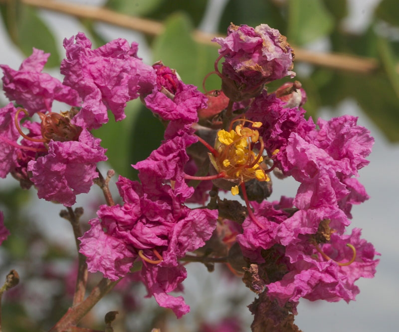 the pink flowers of Lagerstroemia indica Rosea