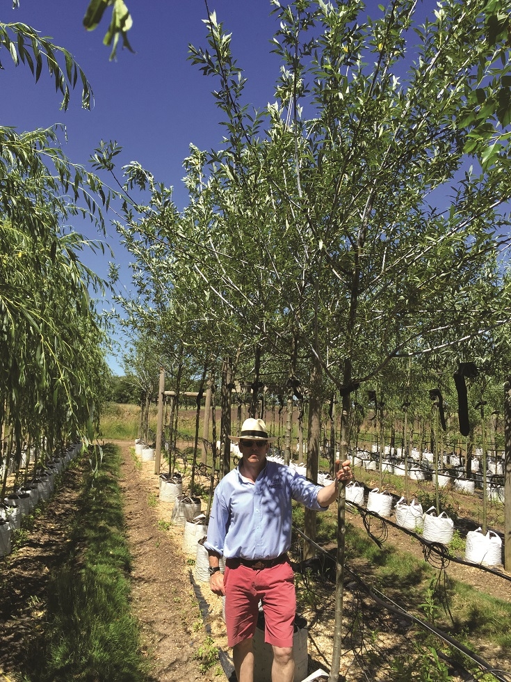 Salix daphnoides in a row on Barcham Trees nursery