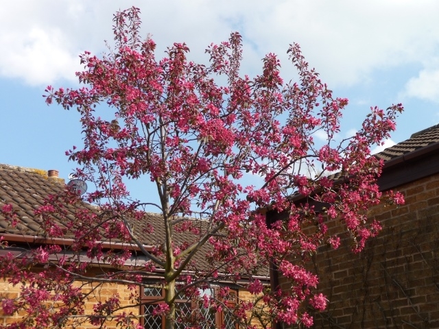 Malus Mokum in flower