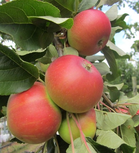 Malus Discovery apples