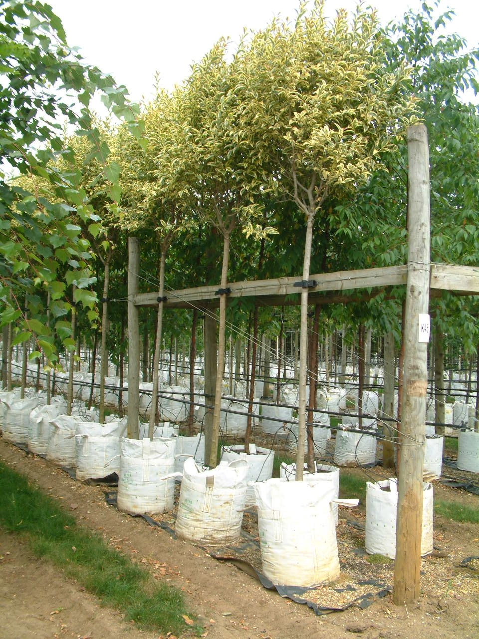 Ligustrum lucidum variegata