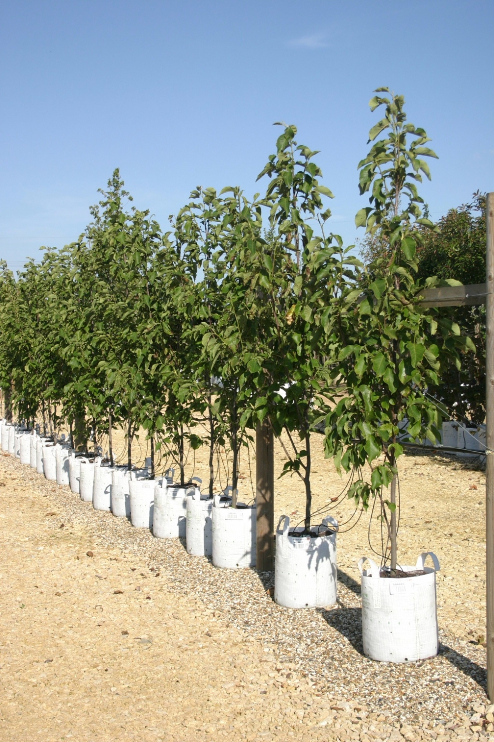 Magnolia Heaven Scent