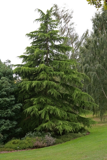 Mature Cedrus deodara
