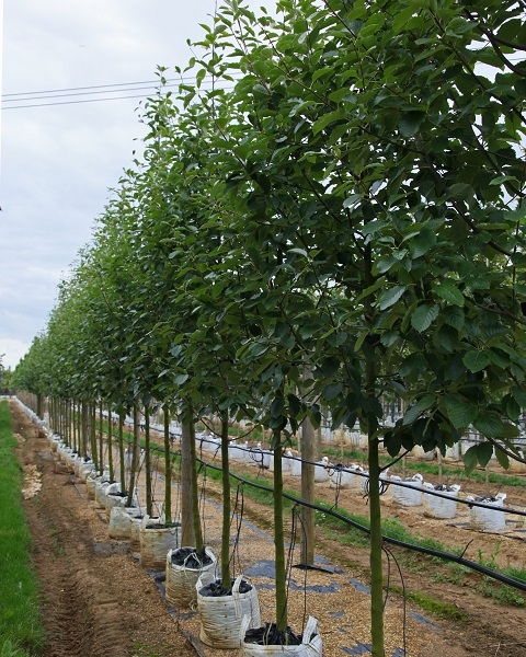 Sorbus latifolia Henk Vink at barcham trees