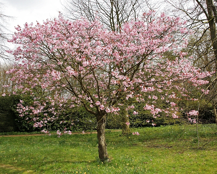 Mature Prunus sargentii in spring