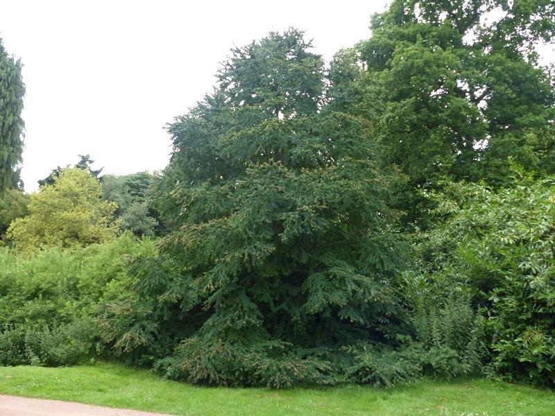 Mature Cercidiphyllum japonicum