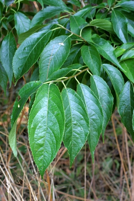 Eucommia ulmoides foliage