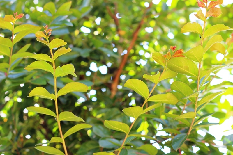 summer foilage of Lagerstroemia indica Red