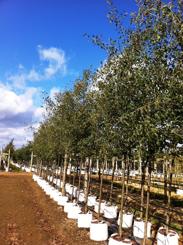 Alnus glutinosa Laciniata at barham trees