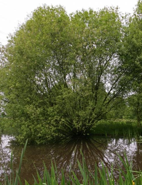 Mature Salix caprea at a riverside location