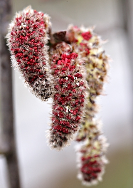 Populus tremula catkins