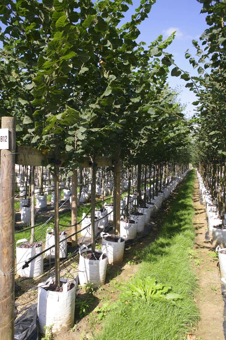 Row of Tilia platyphyllos Rubra on Barcham nursery