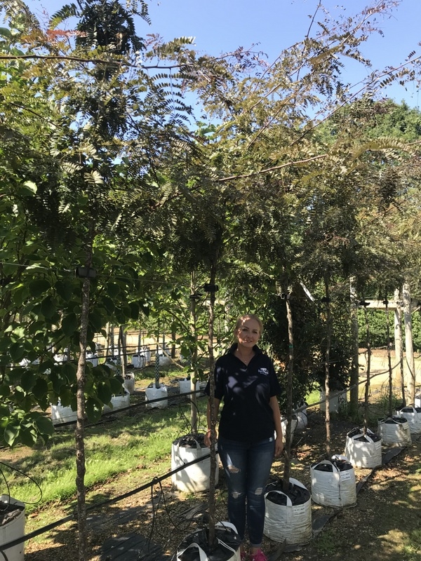 Gleditsia triacanthos Ruby Lace