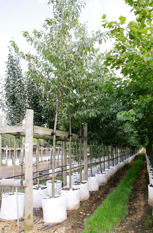 Alnus spaethii at barcham trees