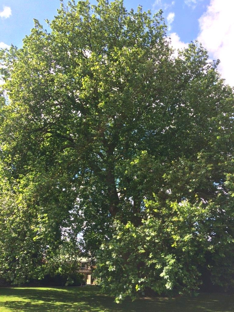 Mature Platanus x hispanica in the Bishops palace ely