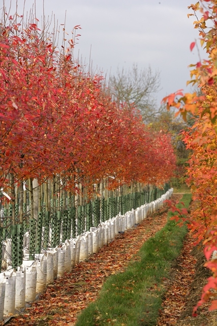 Amelanchier arborea Robin Hill in autumn foliage