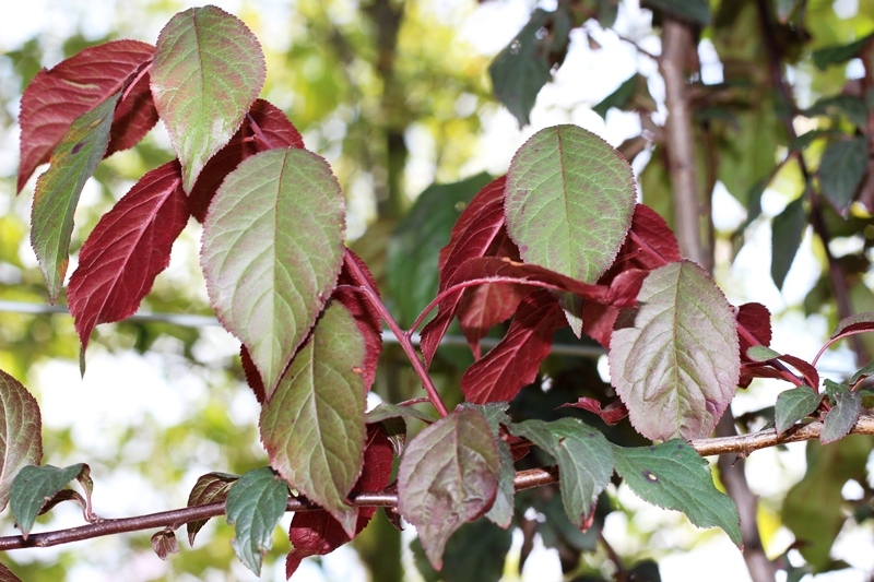 New foliage of the Crimson Point